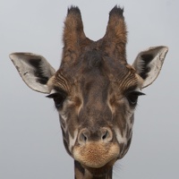 320-9960 Safari Park - Giraffe 1x1